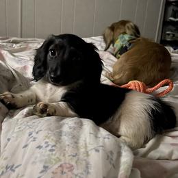 Betty Boop - Piebald female Dachshund puppy in Yelm, Washington from Hughes' Doxies