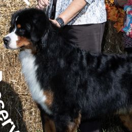 Bernese Mountain Dogs and Icelandic Sheepdogs from Hoosier Roos Bernese