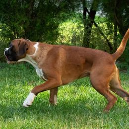 Nike - Boxer