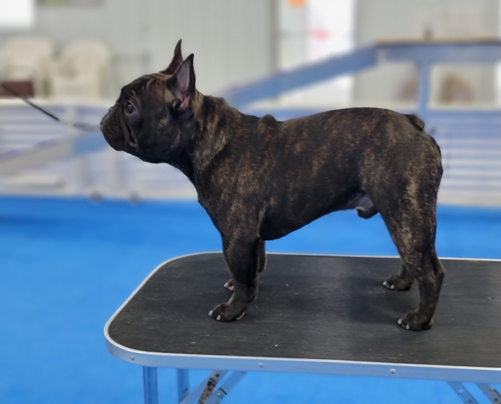 Zero - French Bulldog
