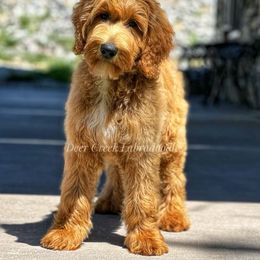 Australian Labradoodle, Cavapoo, and Goldendoodle Puppies from Deer Creek Labradoodles