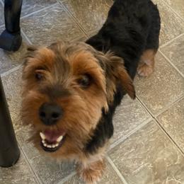 Oliver - Yorkshire Terrier