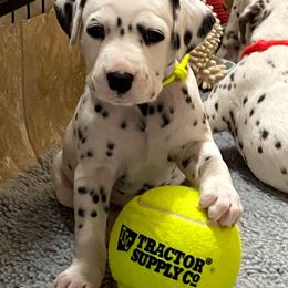 Dalmatian Puppies from Stagecoach Dalmatians
