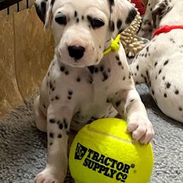 Dalmatian Puppies from Stagecoach Dalmatians