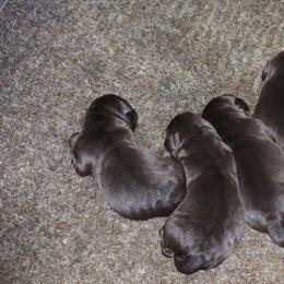 Ocean - Chocolate female Labrador Retriever puppy in Camden, Indiana from Camden's Caring Canines