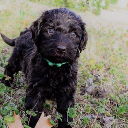 Australian Labradoodle Puppies from Prestige Australian Labradoodles