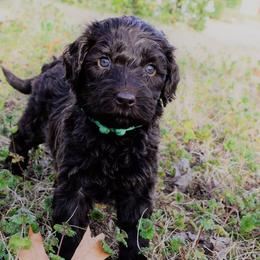 Australian Labradoodle Puppies from Prestige Australian Labradoodles
