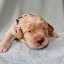 Reed - Caramel male Australian Labradoodle puppy in Stanwood, Washington from Victoria Creek Australian Labradoodles