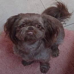 Fancy - Liver female Shih Tzu puppy in Choctaw, Oklahoma from Karen Elliott