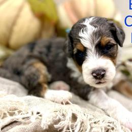 Assorted Doodle Crosses, Bernedoodles, and Goldendoodles from T.M. Poodles & Doodles
