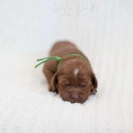 Green Collar Boy - Red male Australian Labradoodle puppy in Thousand Oaks, California from Lovely Doodle Lane