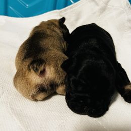 French Bulldog Puppies from Stratton Kennel