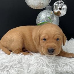 Green collar - Yellow male Labrador Retriever puppy in Heath Springs, South Carolina from Rich Hill Retrievers