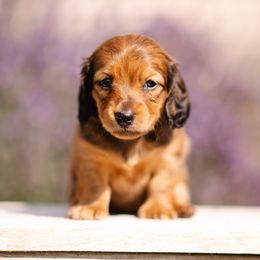 Dachshund Puppies from Winnie’s Weenies