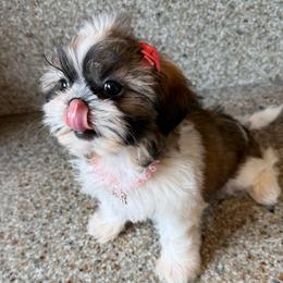 AKC Minnie - Champion Bloodline - Tricolor female Shih Tzu puppy in Long Beach, California from Prieto Shih-Tzu's
