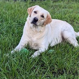 Lola - Labrador Retriever