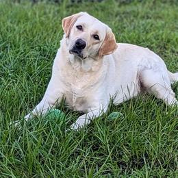 Lola - Labrador Retriever