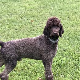 Chip - Poodle