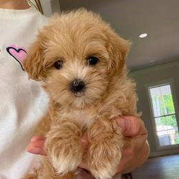 Jack - Apricot male Maltipoo puppy in Charles City, Virginia from Historic triangle doodles Charles City, Virginia