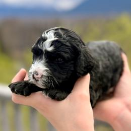 Boy 3 - Black and white male Bernedoodle puppy in Anchorage, Alaska from Cascade Country Doodles