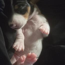 Snowy - Piebald female Dachshund puppy in Oklahoma City, Oklahoma from Hamm Weenies  AKC (Dachshunds)