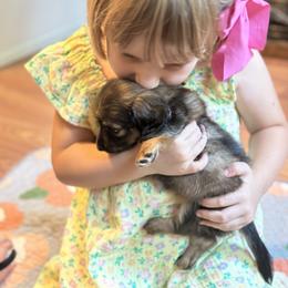 Dachshund Puppies from Memaw’s Minis Babies Doxies