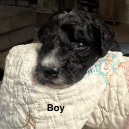 Boy 3 - Black male Goldendoodle puppy in West Frankfort, Illinois from Griffinstead Doodles