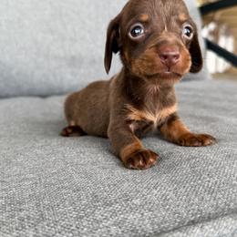 Blue boy - Chocolate and tan male Dachshund puppy in Wray, Georgia from Cotton Hill Dachshunds