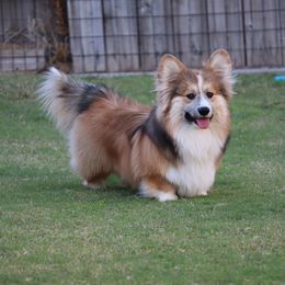 Hagrid - Pembroke Welsh Corgi
