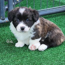 Gia - Brindle and white female American Corgi puppy in Concrete, Washington from Wigglebutts American Corgis