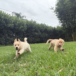 Shiloh - Golden Retriever