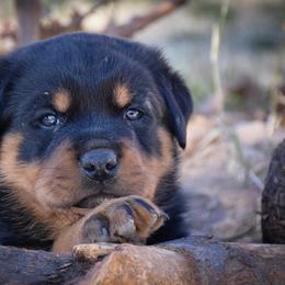 Rottweiler Puppies from Gottlïchen Rottweilers