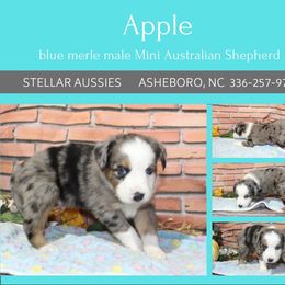 Apple - Blue merle male Miniature Australian Shepherd puppy in Asheboro, North Carolina from Stellar Aussies
