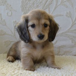 Dachshund Puppies from Longboard Dachshunds