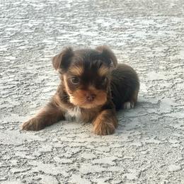 Chip - Chocolate, tan and white Yorkshire Terrier puppy in Richmond, Texas from Perfectly Posh Pets