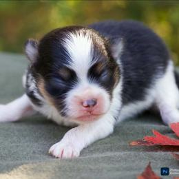 Rusty - Black and tan parti male Pomeranian puppy in Bremen, Indiana from AMS Pomeranians and Pomskies in Indiana