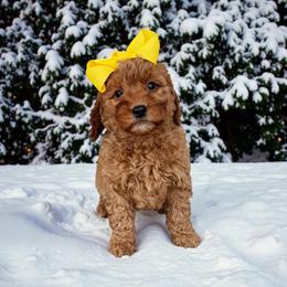 Daisy - Apricot female Goldendoodle puppy in Swartz Creek, Michigan from Michigan Doodles
