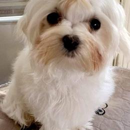 Maltese Puppies from Little Loma Maltese