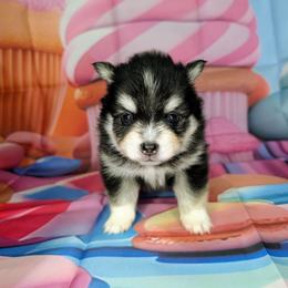 Flash - 2000 - Black and white male Pomsky puppy in Spring Hill, Florida from www.PuppyTimeEmporium.com