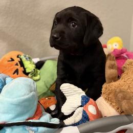 Red Boy - Black male Labrador Retriever puppy in Colorado from Albrecht Farms Labrador Retrievers