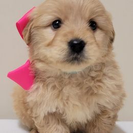 Goldendoodle and Golden Retriever Puppies from Servant Kennel