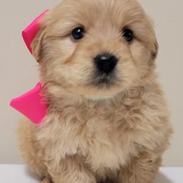 Goldendoodle and Golden Retriever Puppies from Servant Kennel