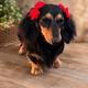 Roxie
