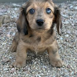 Jackie - Dapple female Dachshund puppy in Gold Canyon, Arizona from Silverking Kennels