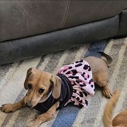 BUTTERCUP - Cream Dachshund puppy in Queen Creek, Arizona from Wigglebutts Miniature Dachshund Az