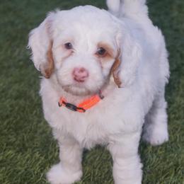 Summer - Chalk female Australian Labradoodle puppy in Fontana, California from Glory Labradoodle’s