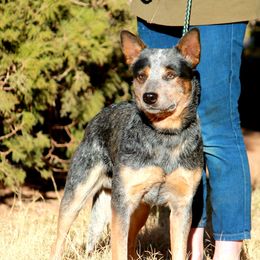 Shady - Australian Cattle Dog