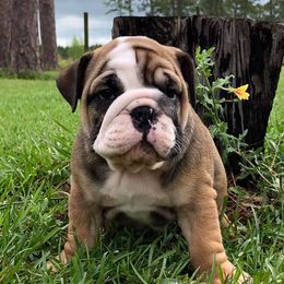 Bulldogs from Lone Pine Bullies