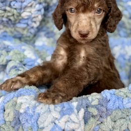 Poodle Puppies from Silver Lining Poodles