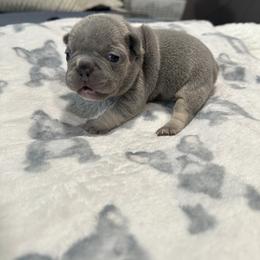 Blacky - Blue male French Bulldog puppy in Bolingbrook, Illinois from Flores Frenchies
